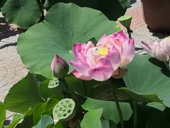 -莲花池公园
