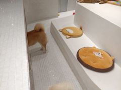 -柴务处·柴犬主题狗咖