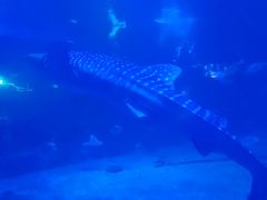 -烟台海昌鲸鲨海洋公园