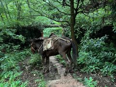 -青城山