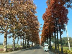 -桤木河湿地公园