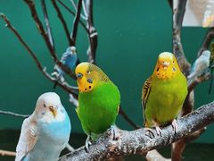 -上海大自然野生昆虫馆(东方明珠·爬宠昆虫探索中心)