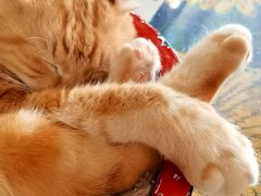 -平行世界·猫咖(首经贸店)