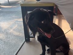 -艾贝尔宠物医院 ·中兽医·宠保定点(北门桥店)