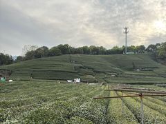 -龙坞茶村