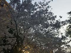 -武汉大学-樱园