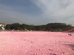 -大塘金香草谷