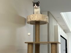 -翊宠yipet猫狗购宠庄园犬舍•猫舍