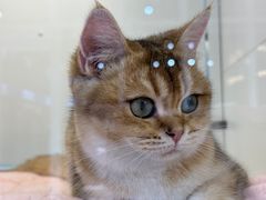 -1013 PET SHOP 宠物商店(近铁城市广场店)