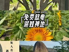 -杭州湾海上花田景区