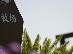 -空港花田景区