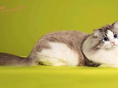 -青奢宠物·青奢猫舍