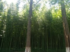 -黄海国家森林公园