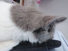 -创凡宠物医院·骨专科  猫科中心(西乡分院)