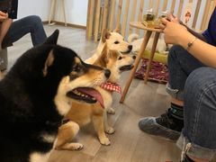 -柴迷FANS CLUB·柴犬狗咖·猫咖