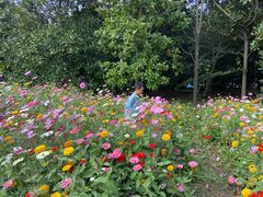 -上海共青森林公园