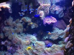 -悉尼海洋生物水族馆