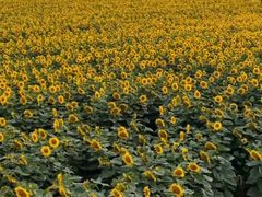 -万达文华酒店·48F云端窗景美食汇自助餐厅