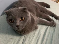 -喵的天空名猫咖啡馆·撸猫·猫舍·用品