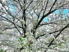 -东湖磨山景区樱花园-停车场