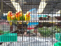 -曲阳花鸟市场(曲阳路店)