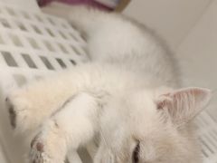 -lincat·猫舍(广州店)