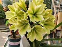 -北京植物园-展览温室