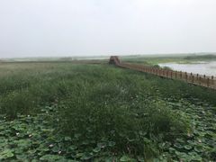 -白洋淀景区
