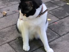 -北京国子监胡同