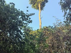 -西双版纳原始森林公园