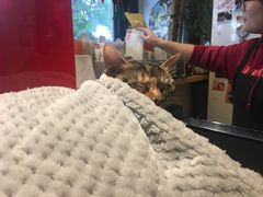 -猫的天空之城概念书店(杭州南宋御街店)