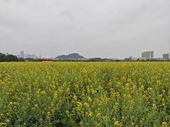 -光明小镇欢乐田园