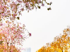 -洲头咀公园