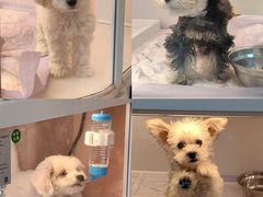 -翊宠yipet猫狗购宠庄园犬舍•猫舍