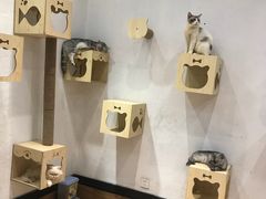 -猫色咖啡·猫咖