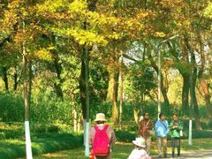 -昆山城市生态森林公园