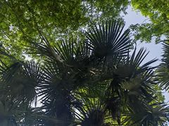 -黄海国家森林公园