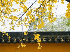 -西园戒幢律寺
