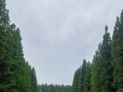 -黄海国家森林公园