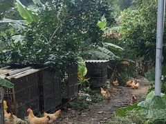 -天强农家菜馆