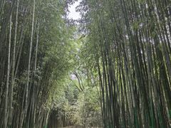 -宝鸡植物园