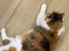 -是阿柴呀！柴犬咖啡·爱喵喵猫咖