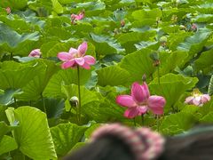-阿尔丁植物园