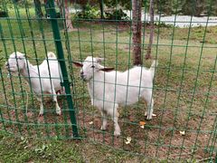 -福建鲤鱼洲酒店