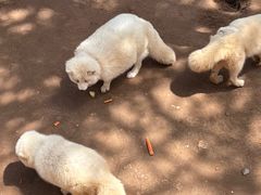 -西霞口神雕山野生动物世界