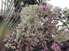 -深圳国际园林花卉博览园