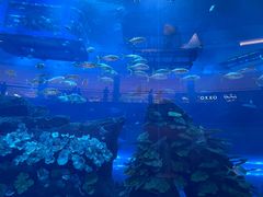 -迪拜水族馆及水下动物园