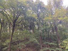 -句容茅山景区