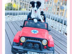 -百好乐宠物友好餐厅(朝外大街店)