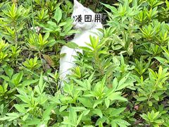 -正宗台湾胡椒蝦(愉景新时代广场店)